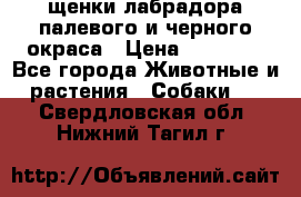 щенки лабрадора палевого и черного окраса › Цена ­ 30 000 - Все города Животные и растения » Собаки   . Свердловская обл.,Нижний Тагил г.